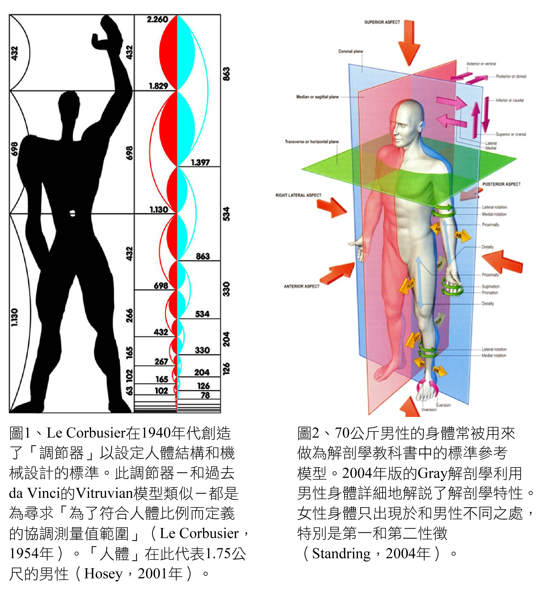 Le Corbusier Modulator and Gray's anatomy male body