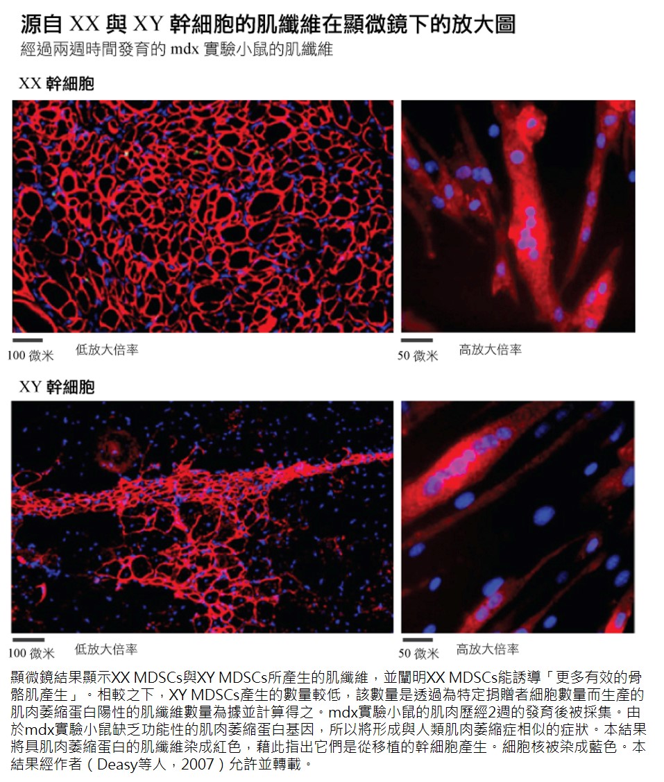XX stem cells and XY stem cells